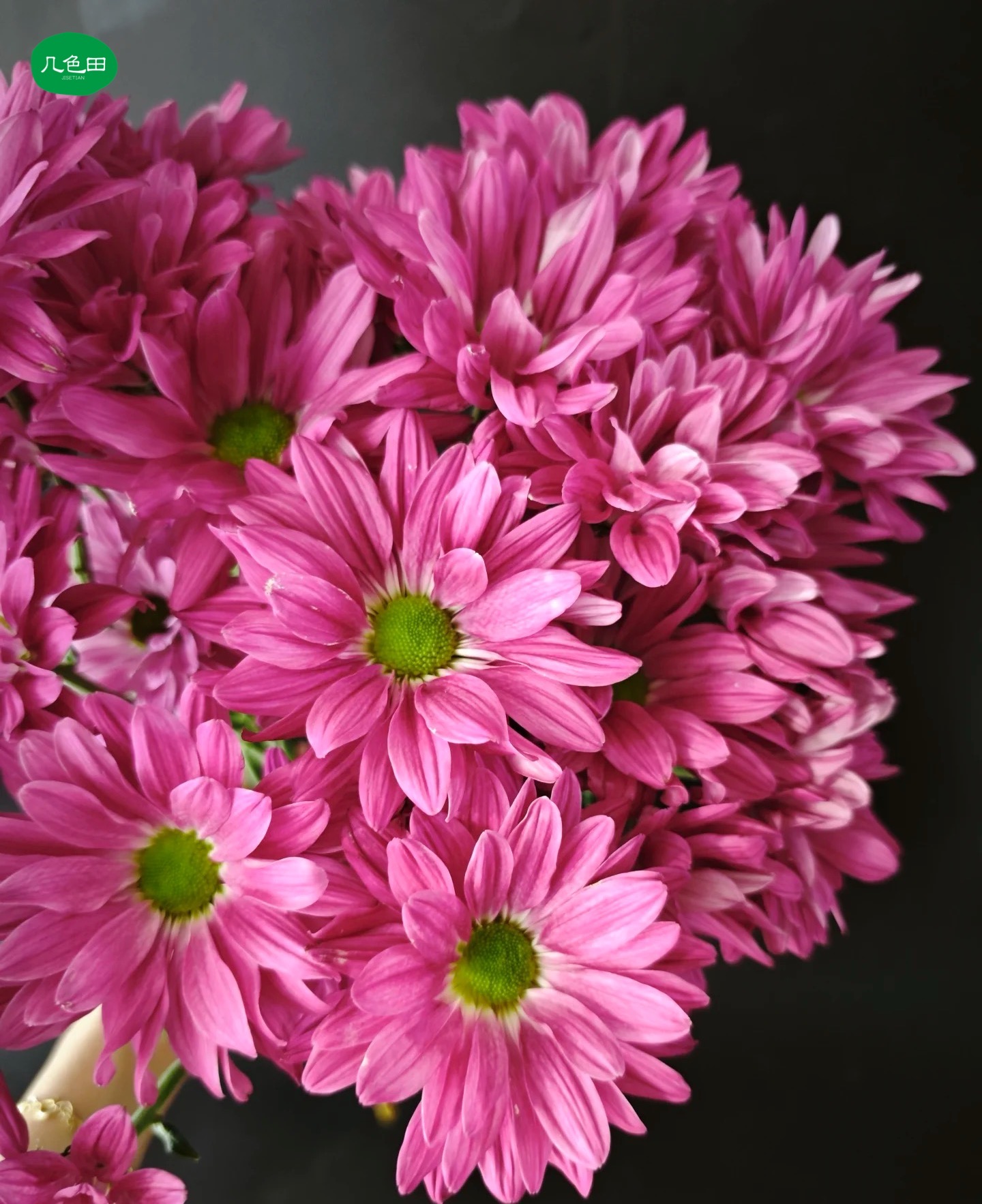 紫色三文鱼----小菊云南直发鲜花云南花插花鲜花