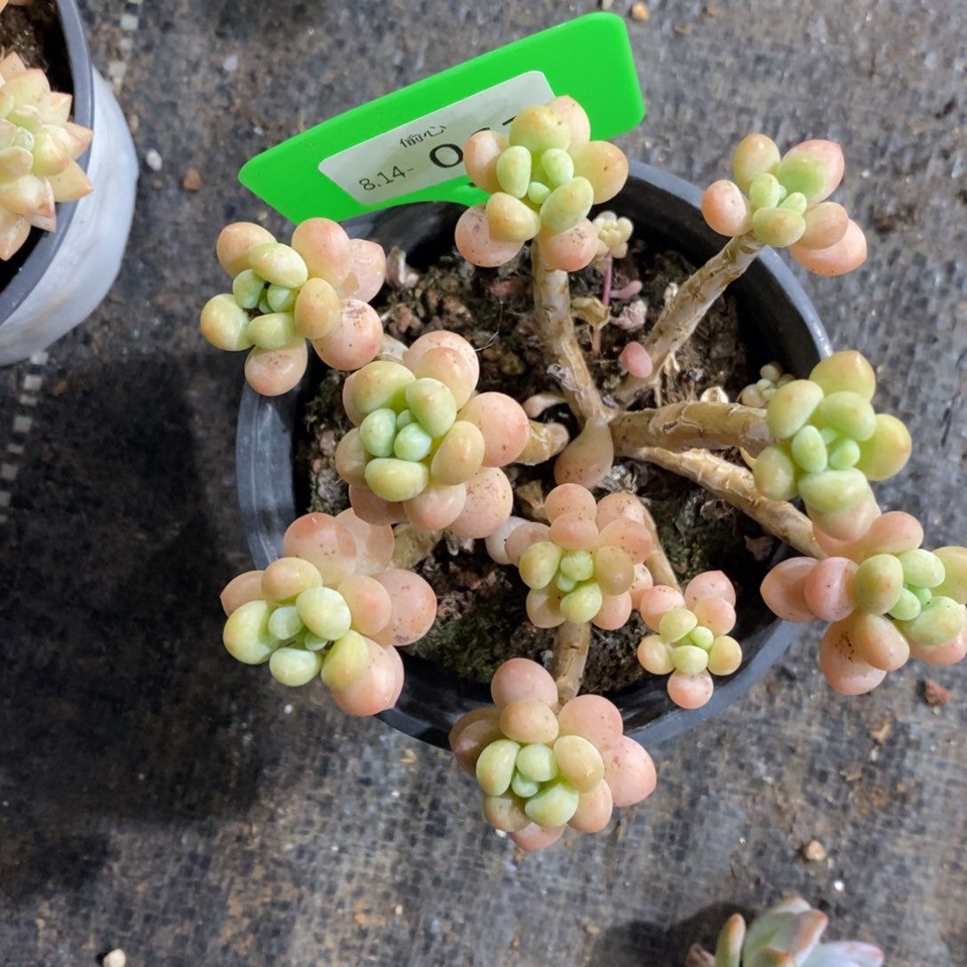 抹**814061多肉群多肉