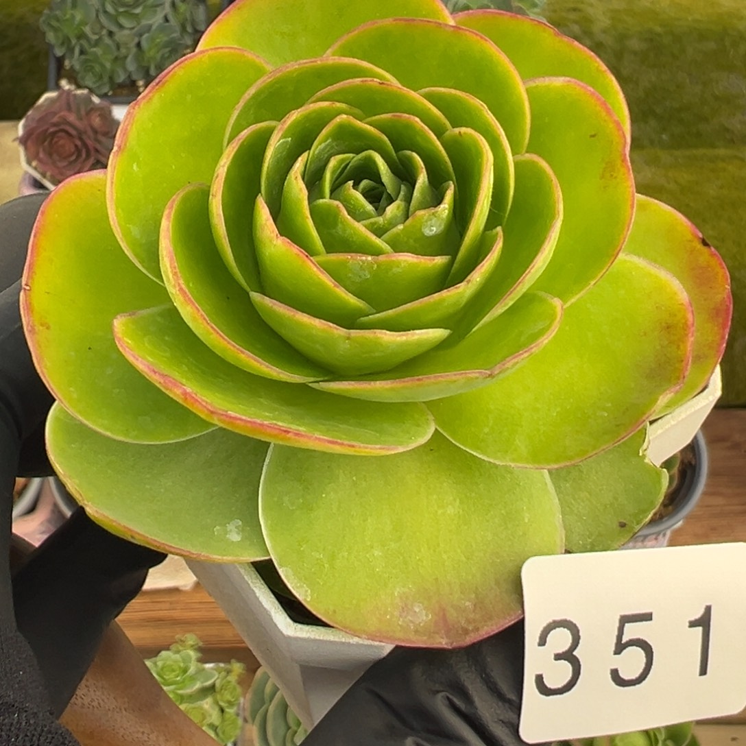 351果冻色优选6厘米