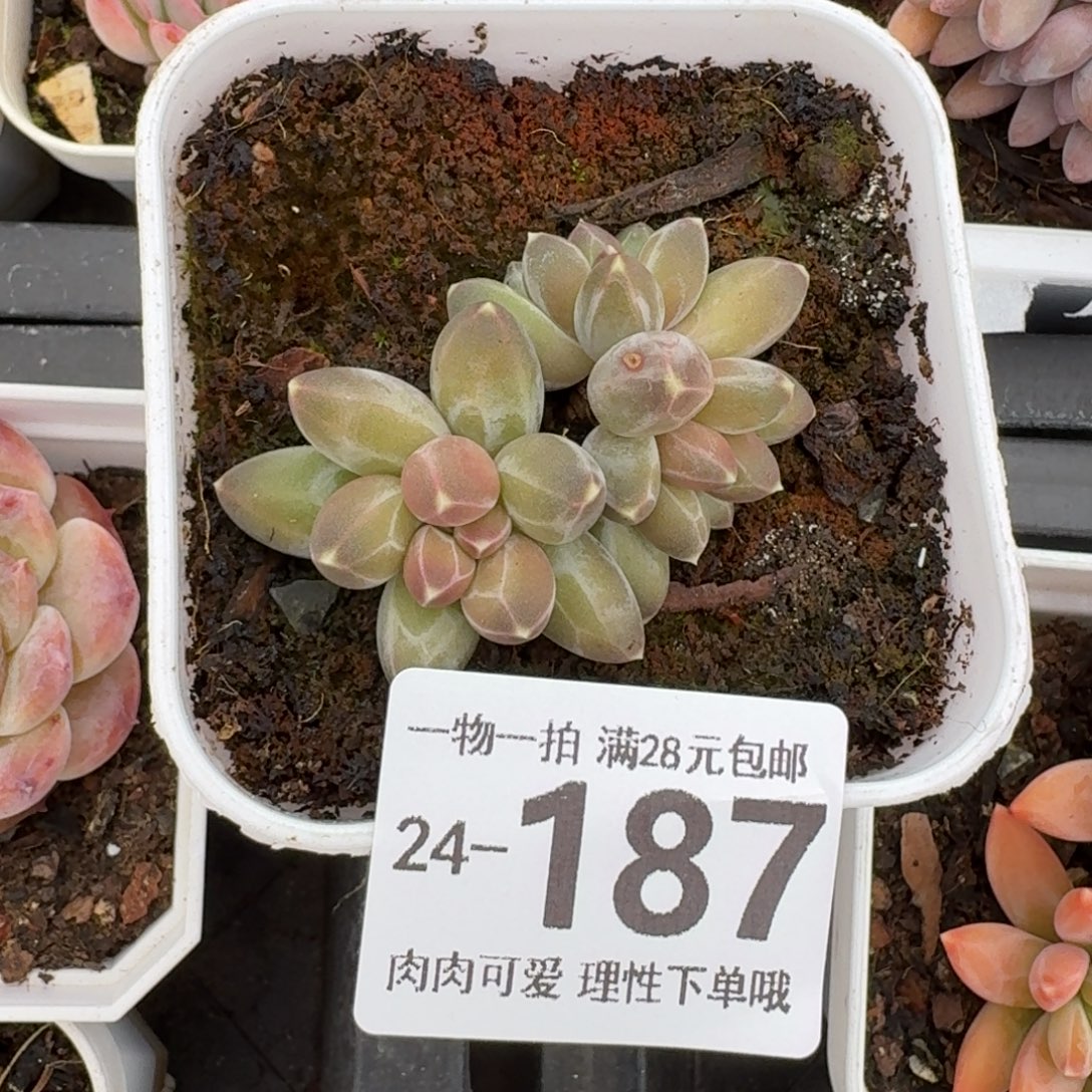 南非钻石无盆土发货