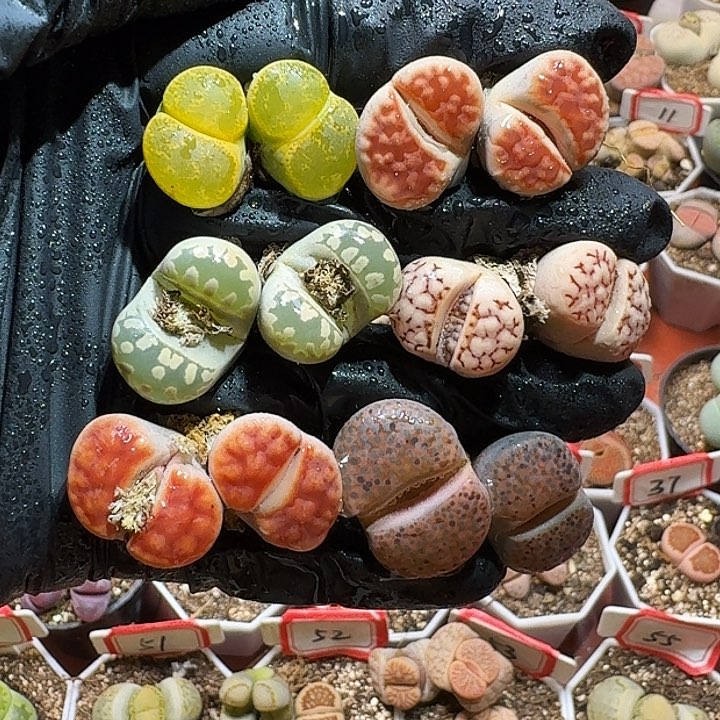 生石花2333:：：。  278