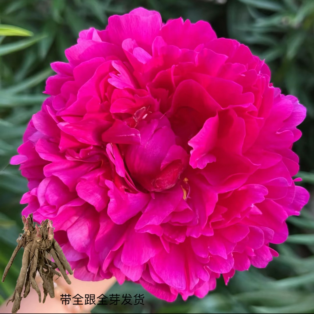 （大富贵芍药苗）红色系重瓣观赏芍药花苗山东菏泽基地直发裸根发货