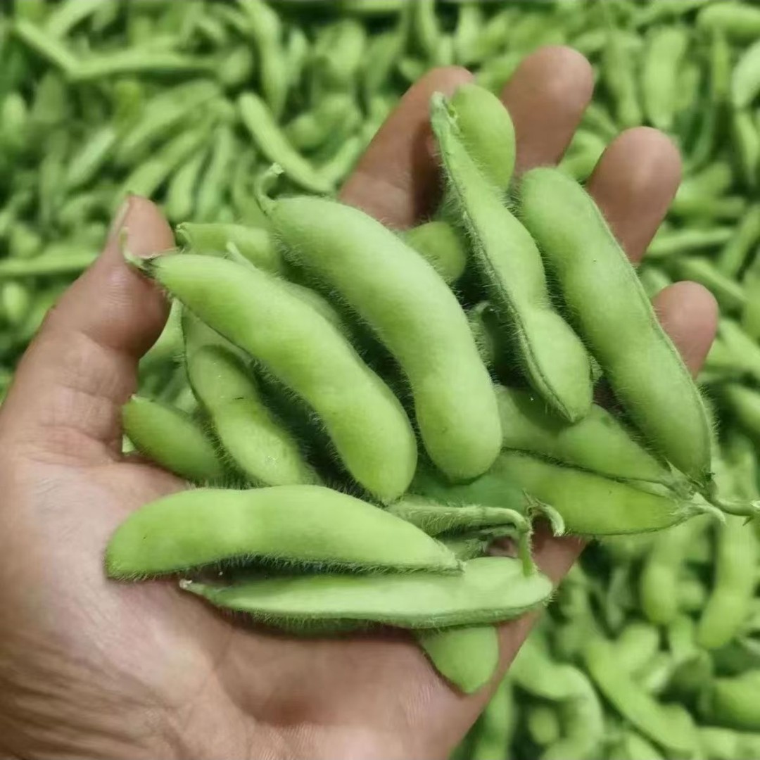 农家高山种植新鲜毛豆