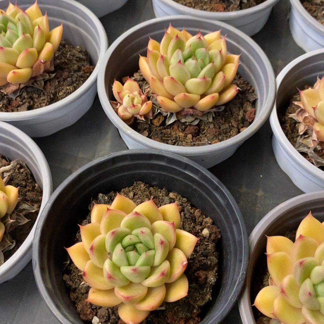 124。春春珍妮。单头。