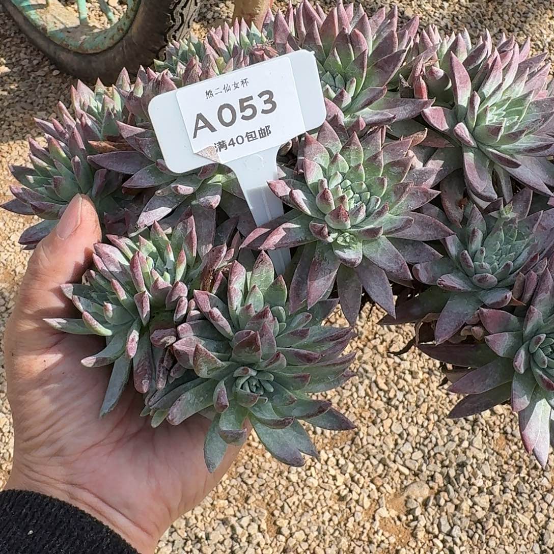 *****多肉植物仙女杯A053
