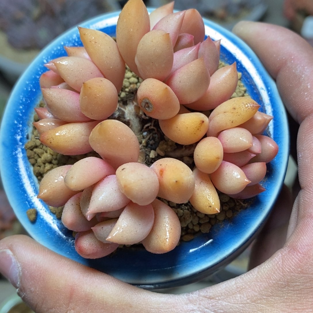 可问主播品种，下滑链接更多品种多肉选择