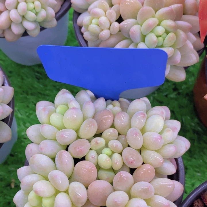 开心多肉植物多肉