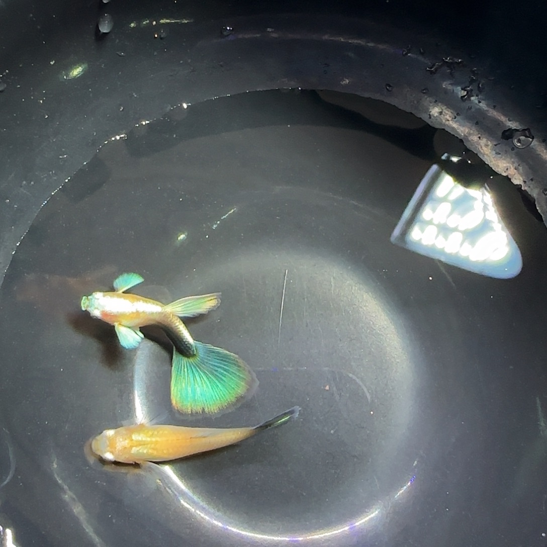 孔雀鱼黄化蓝礼服飞船一对