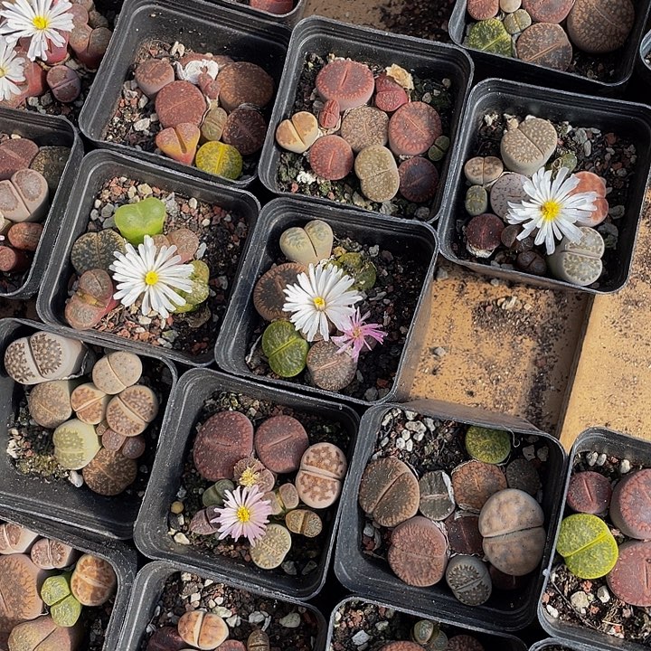 5.5方彩拼生石花带盆土发