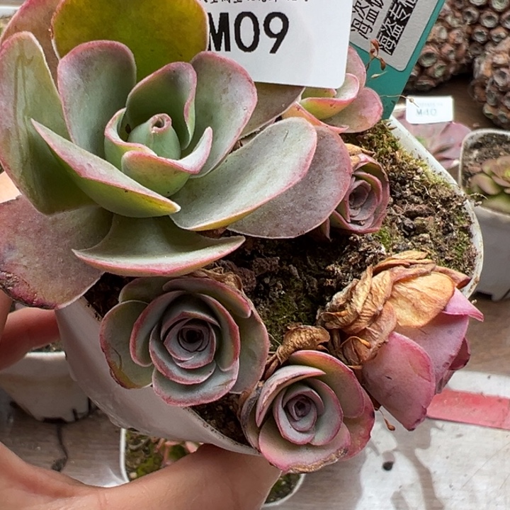 苗苗山地玫瑰一盆7颗09