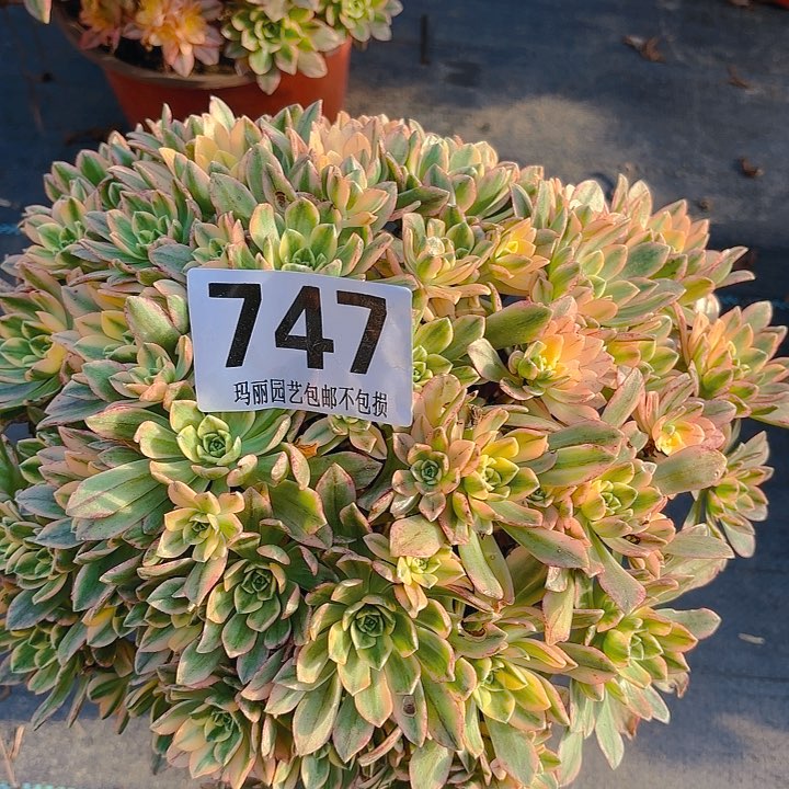 【闪购商品】快****天甜茶花2-9