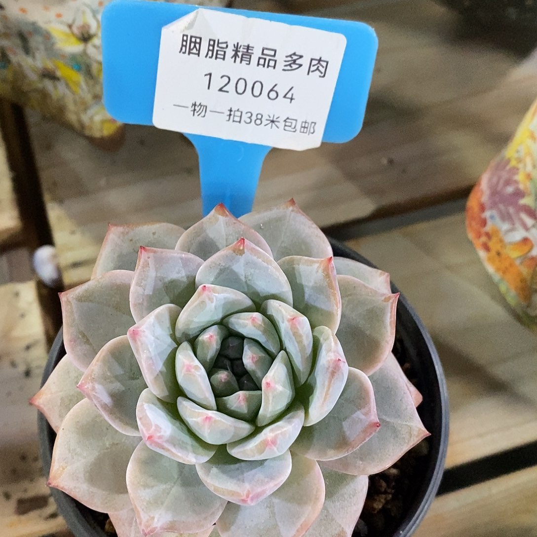 120064？哦图咯咯哭我