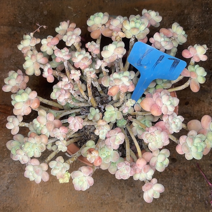 不售后，散，基地清货617蛋糕