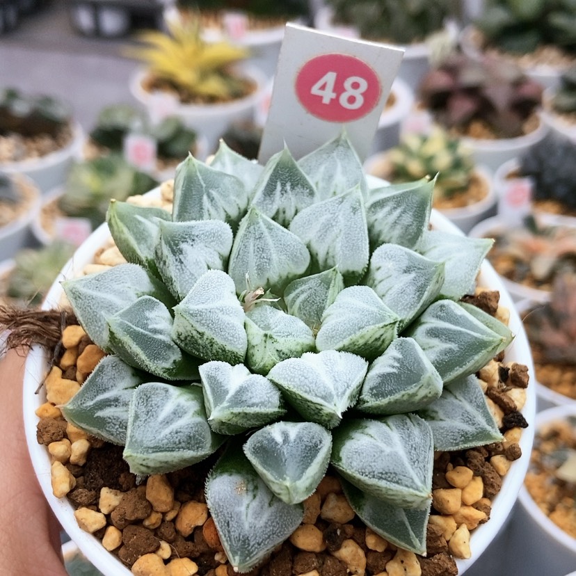 【闪购商品】48爱心寿