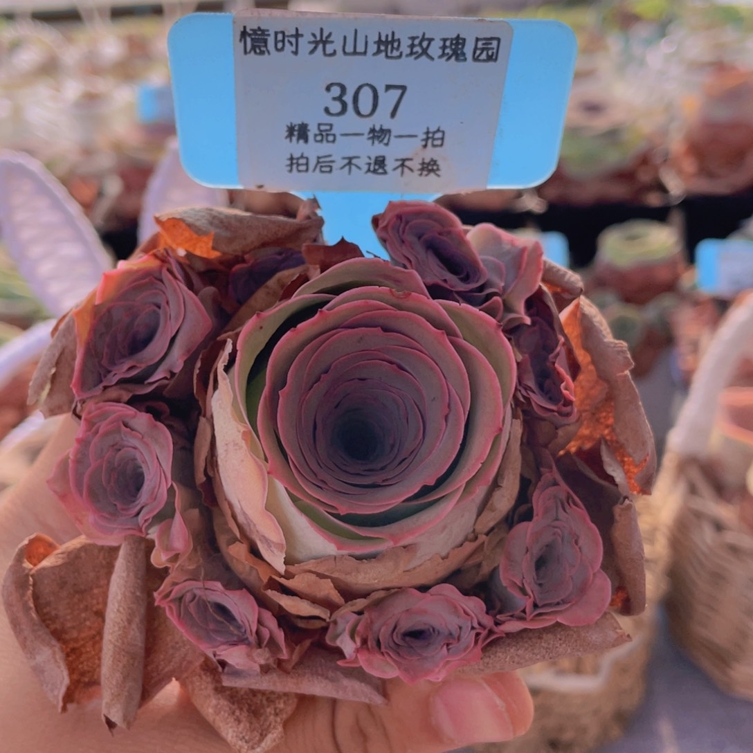 山地玫瑰307裸根发货不售后