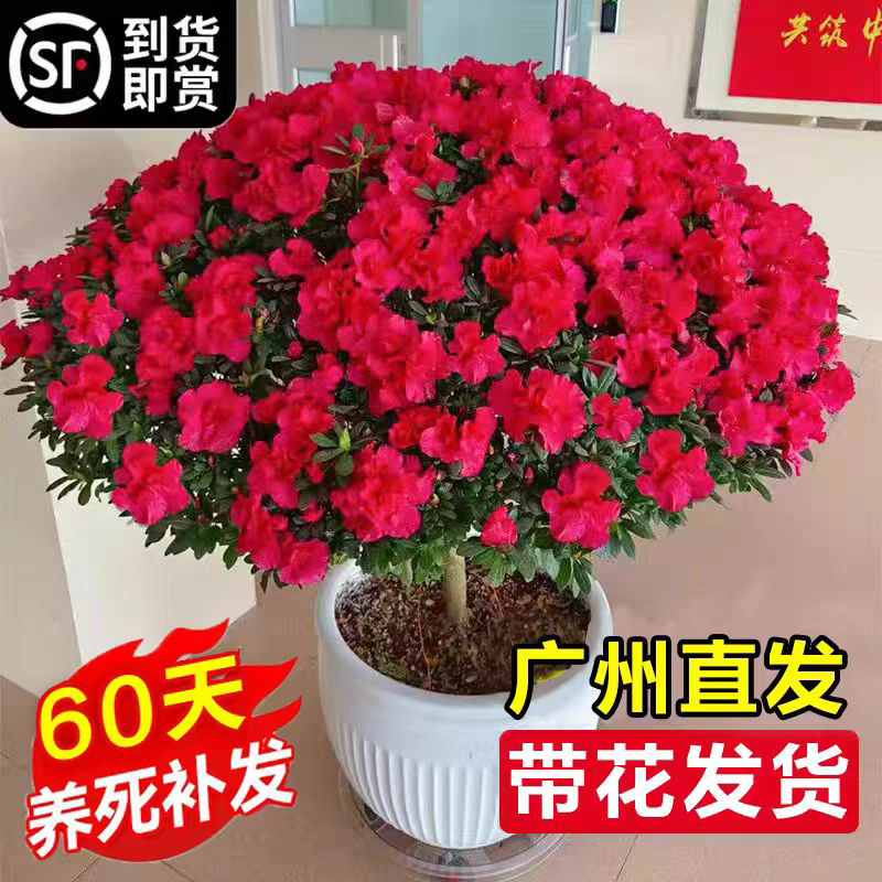 杜鹃花盆栽带花苞绿植物室内阳台四季开花栀子花苗老桩耐寒鲜花卉