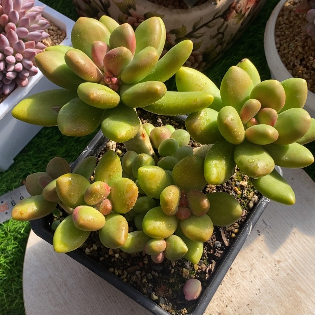 芒果奶群综合链接