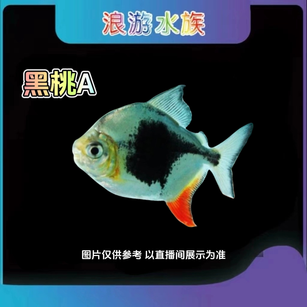 黑桃A 群游鱼 鱼中王子 活体热带观赏鱼