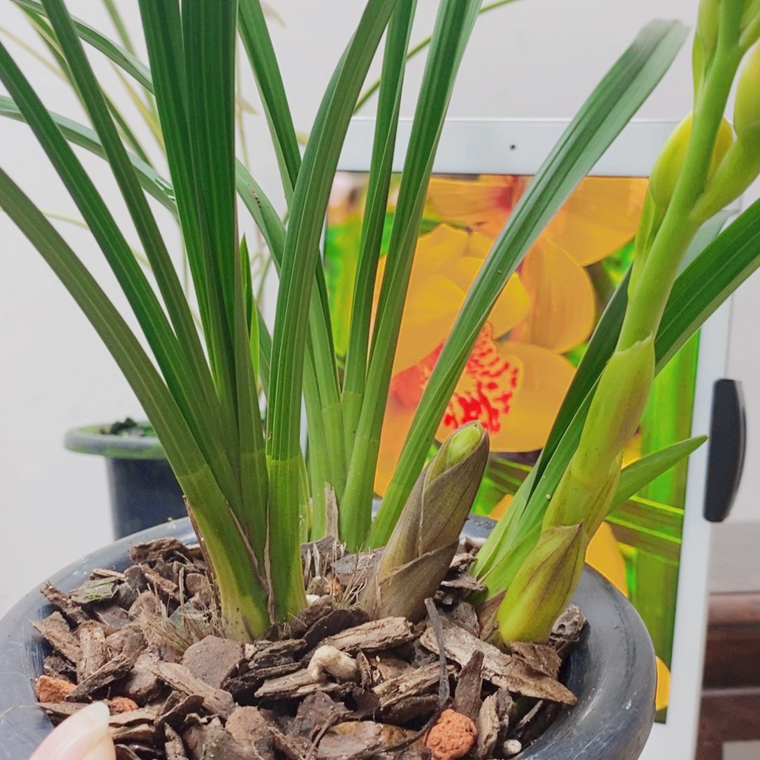 铁***私当前无花栽培后可以开花