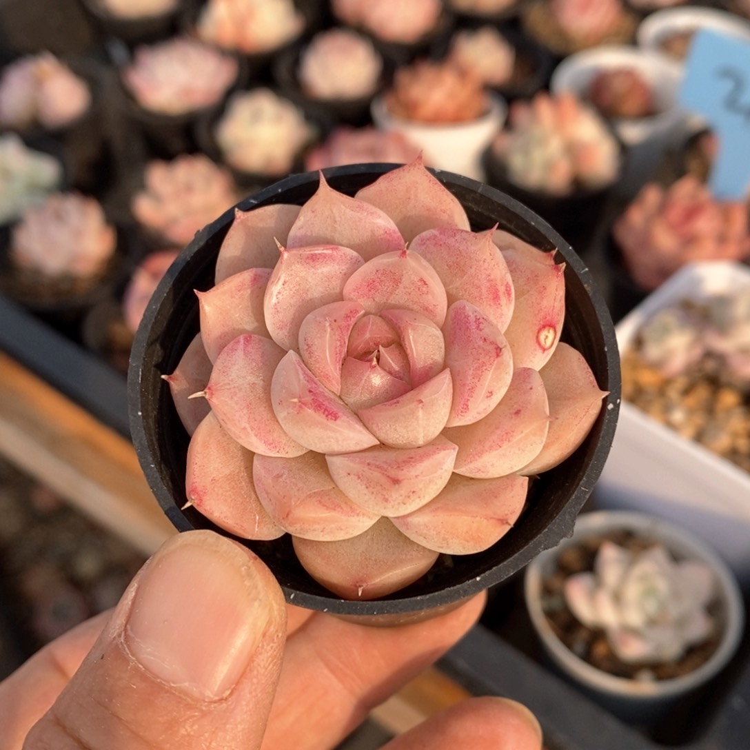 精品多肉一物一拍不包整56