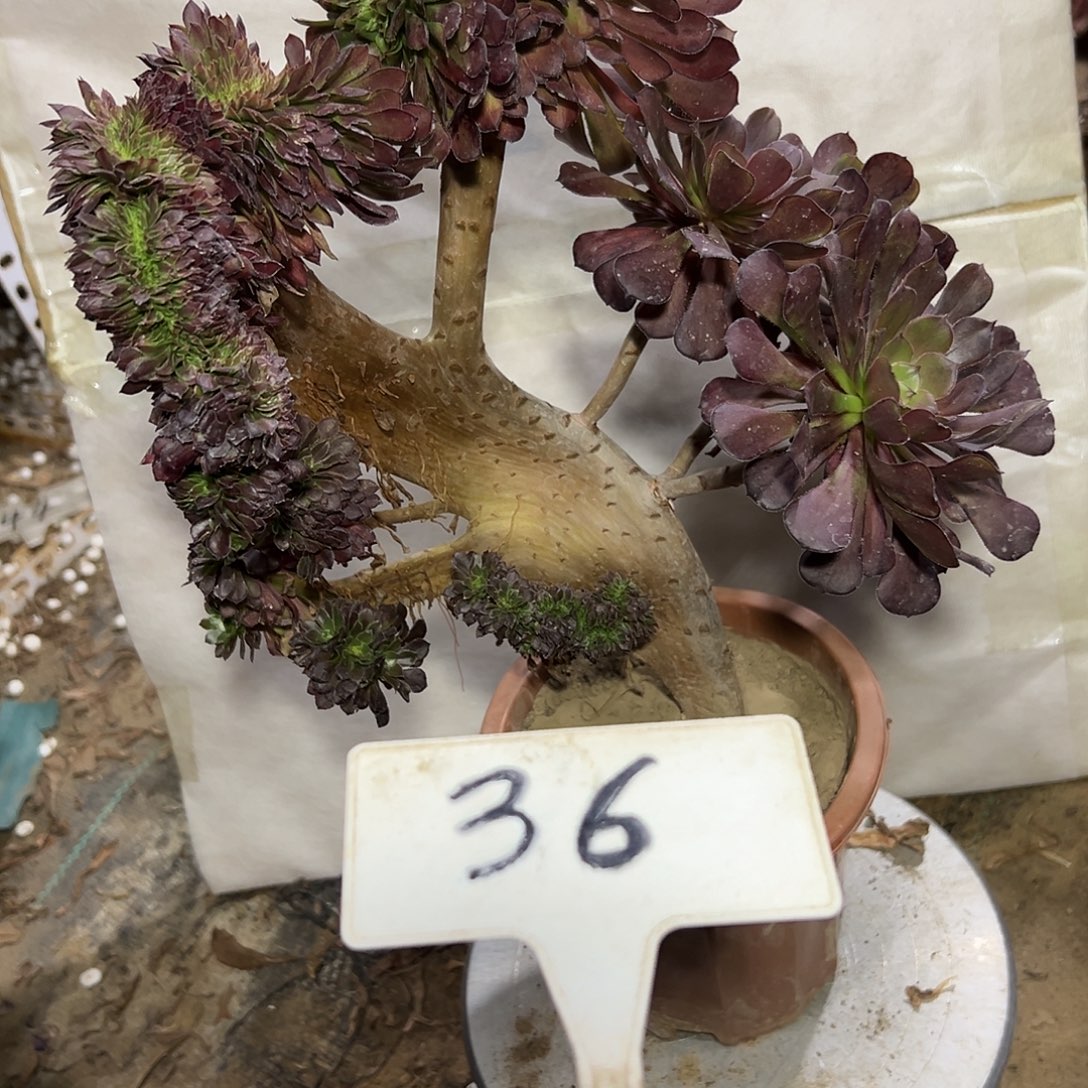 多肉植物黑法师缀花36