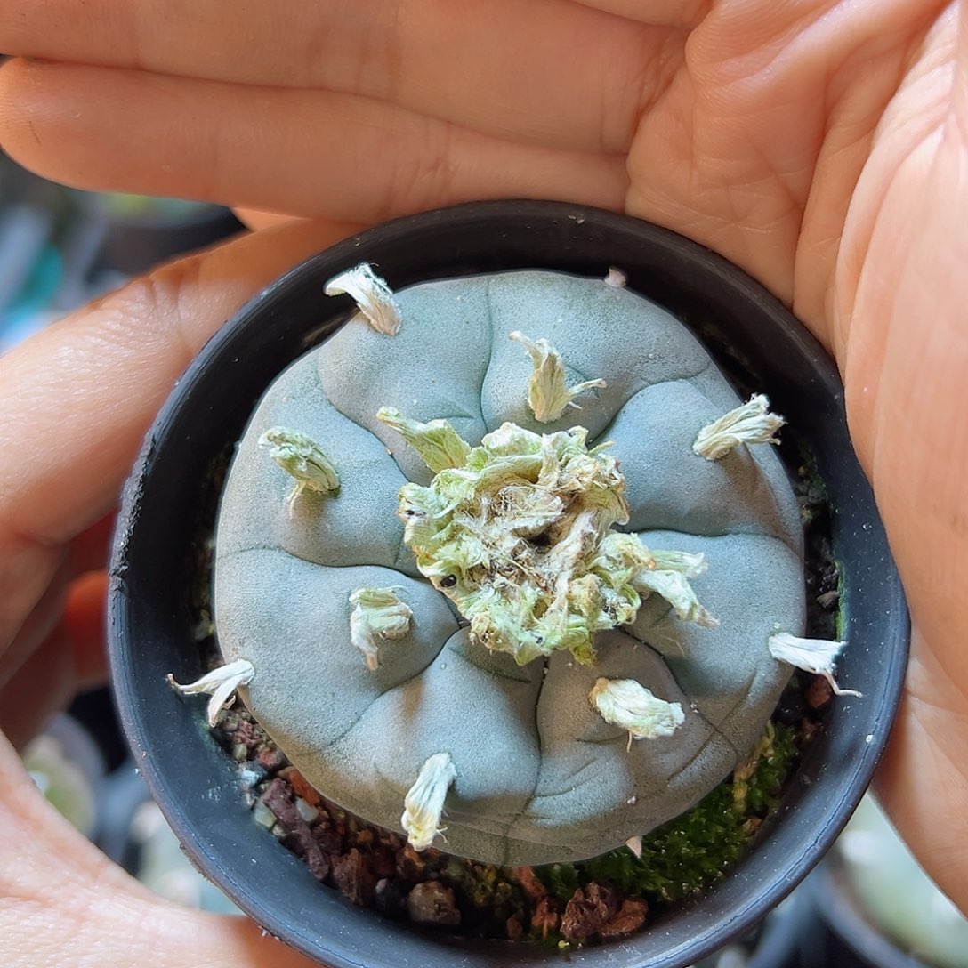 实生长毛kk勒骨乌5公分带盆