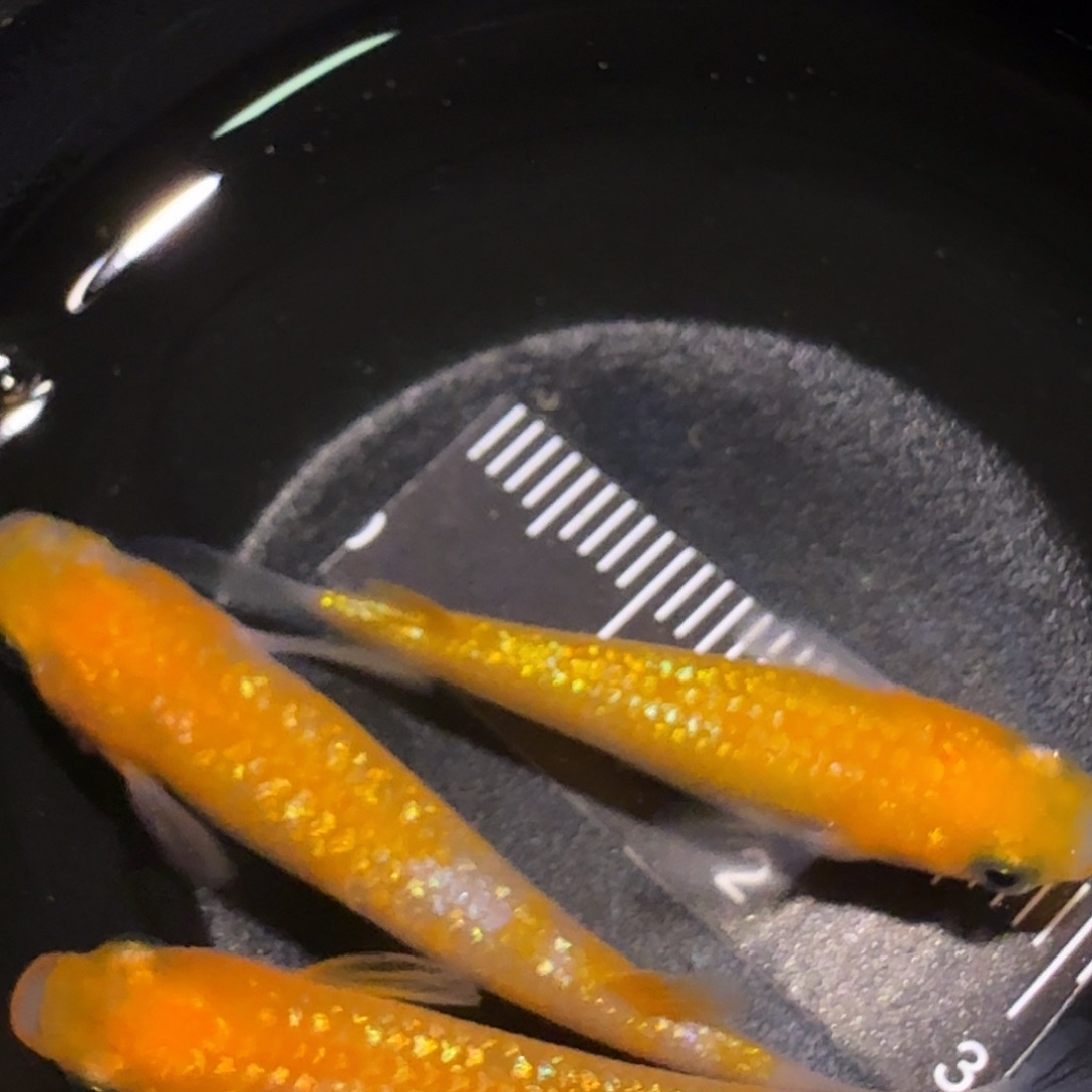 青鳉鱼一物一拍189
