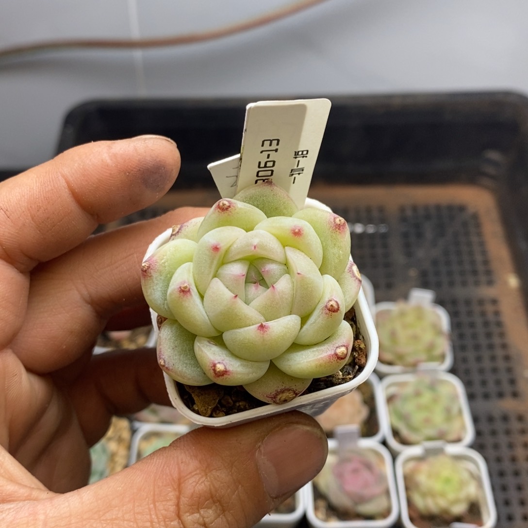 精品杂交一物一拍30613-276