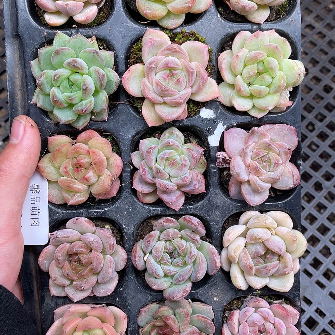多肉一物一拍11-24