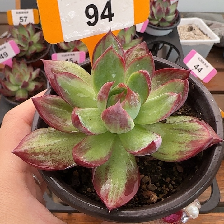 94 惊鸿仙子多肉植物