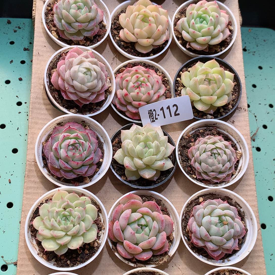 2-112一物一拍带盆18颗