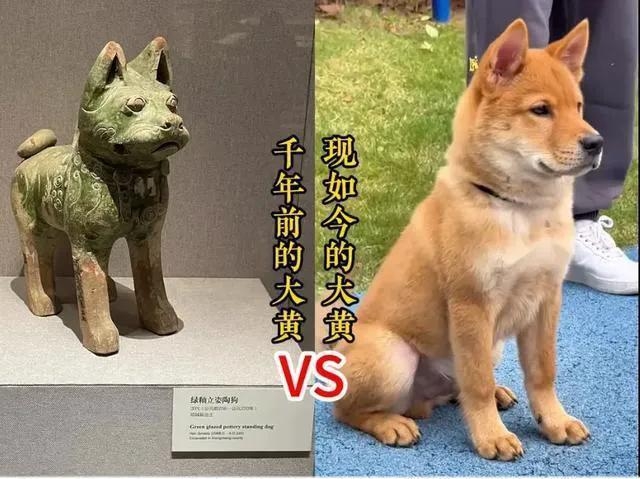 广州花都精品狗相册