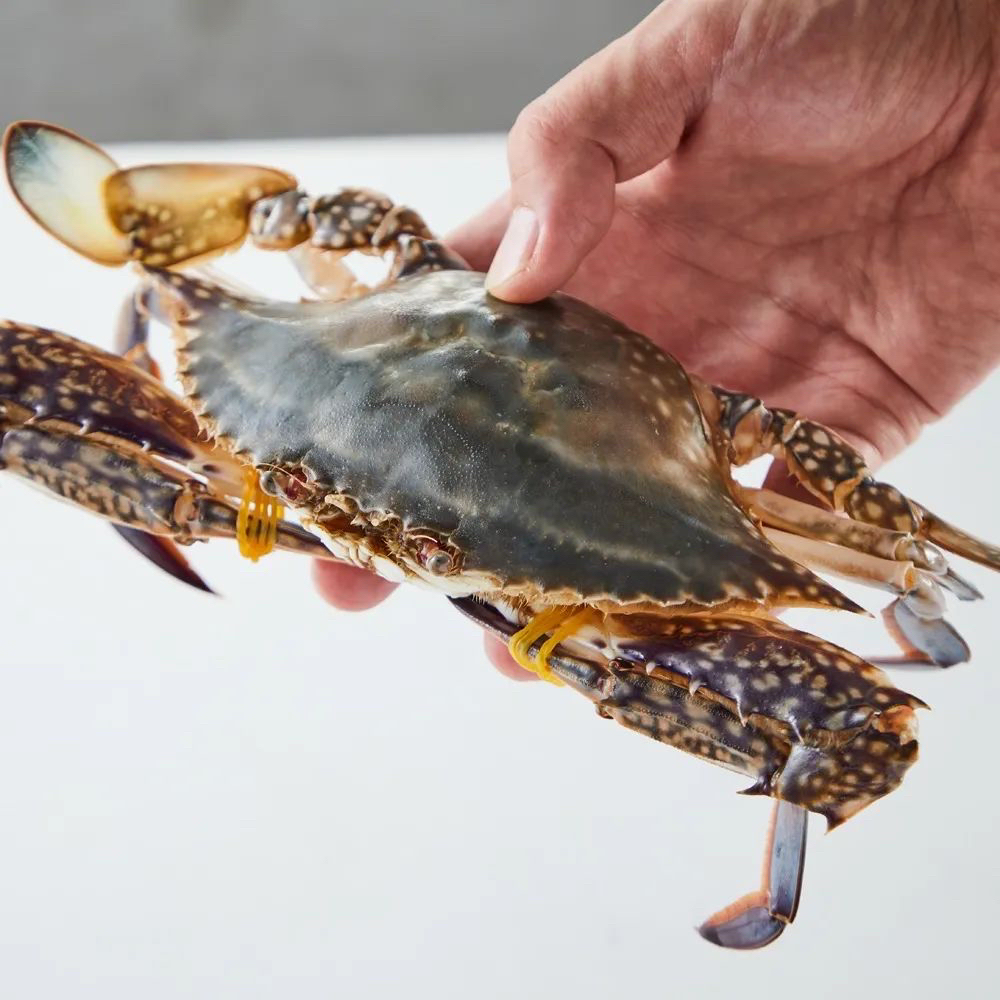 特大公蟹5斤装（活蟹马上打包，到手包鲜不包活）