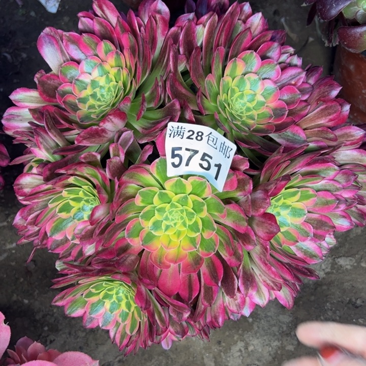 5751朝霞多肉植物
