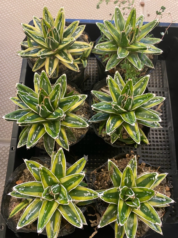 龙舌兰 辉山龙舌兰