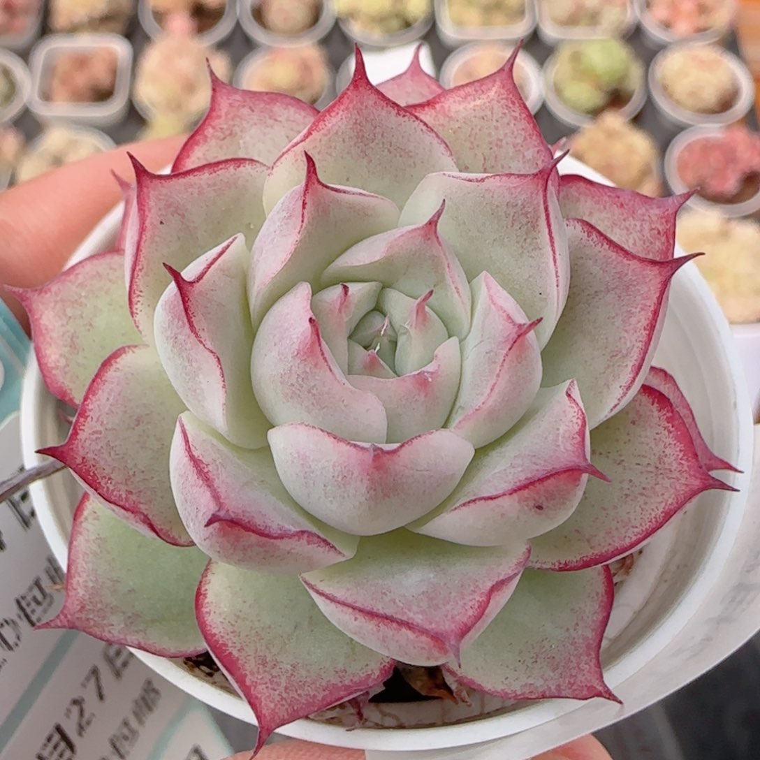 花语多肉1227-206