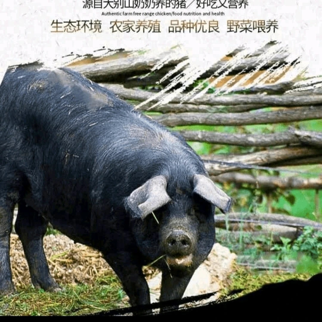 大别山生态黑毛猪咸肉现场称重