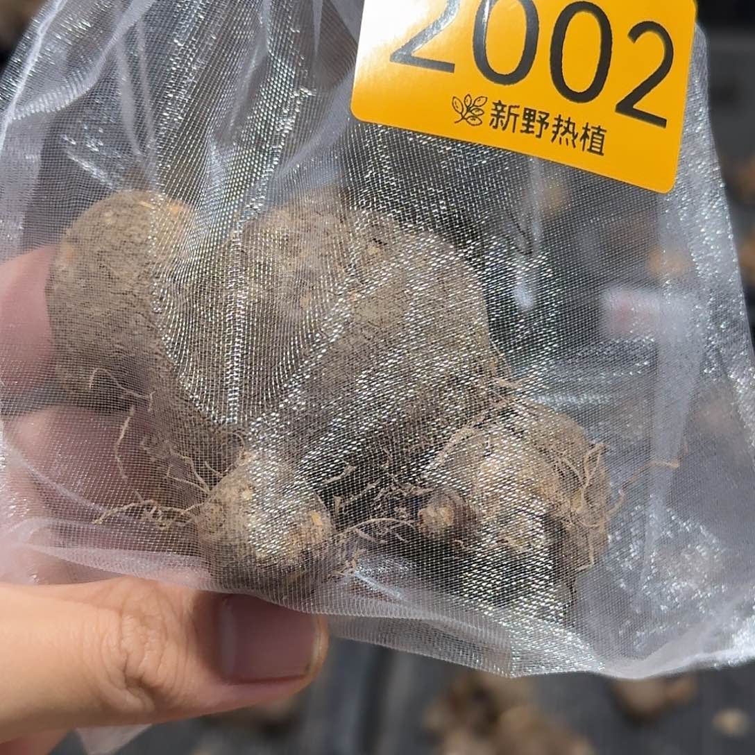 完全开放2002粉色飞溅裸球