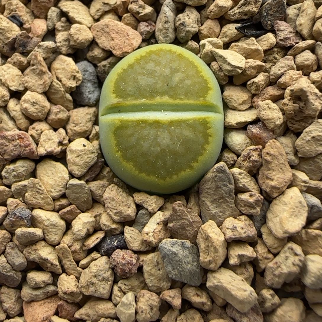 972 生石花大棚直播