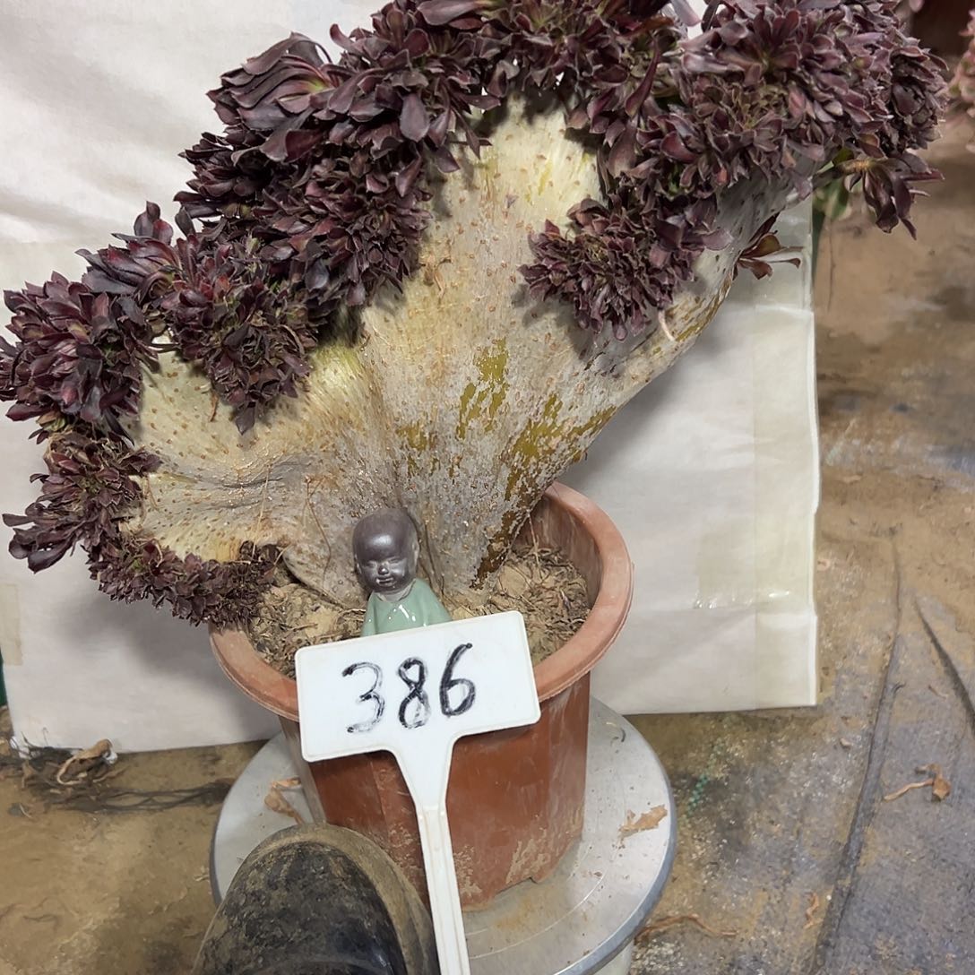 多肉植物黑法师缀花386