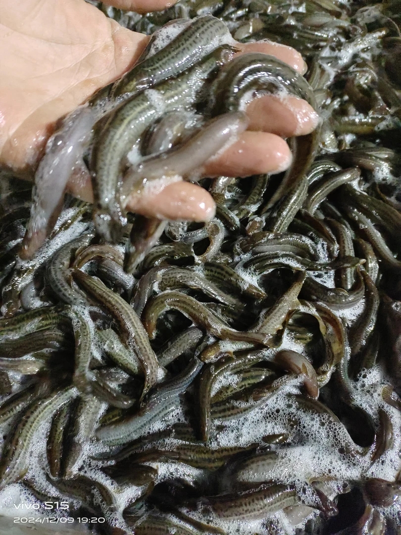 小号黑泥鳅7斤鱼食（一斤100条左右）活体速冻
