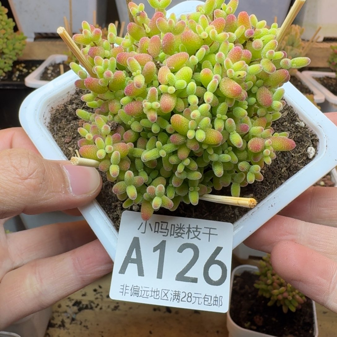 A126枝干蜜橘糖球