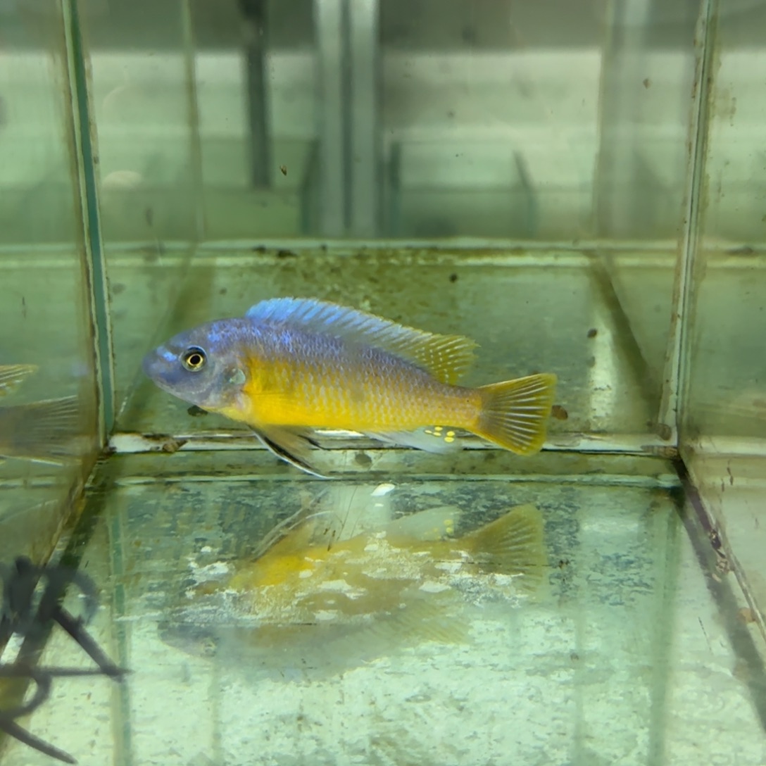 海水鱼404-卡丑，328-蓝唇，387-大骷髅，366-红鸡，送372