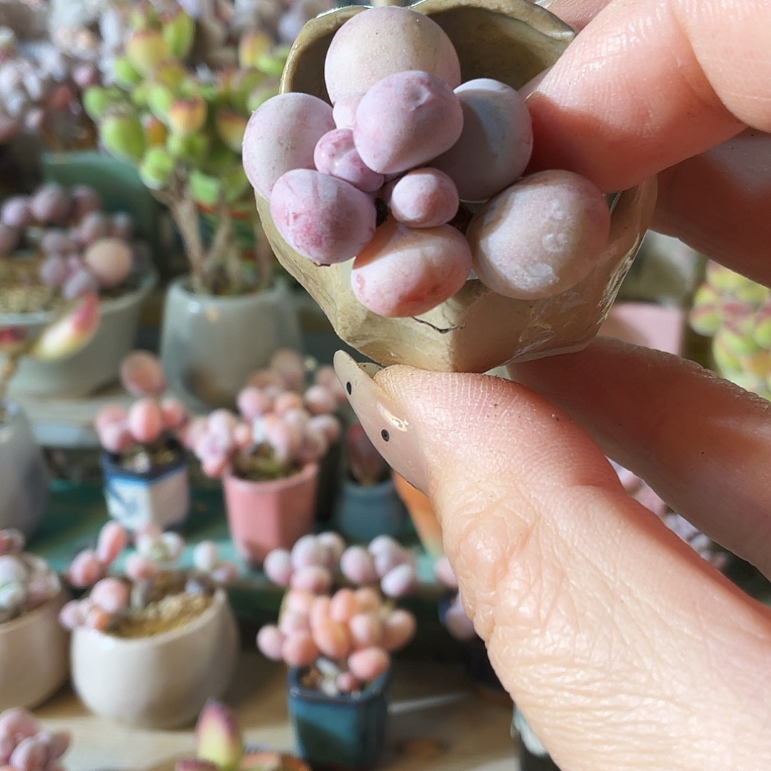 彪***子多肉植物的生长发育和生长发育