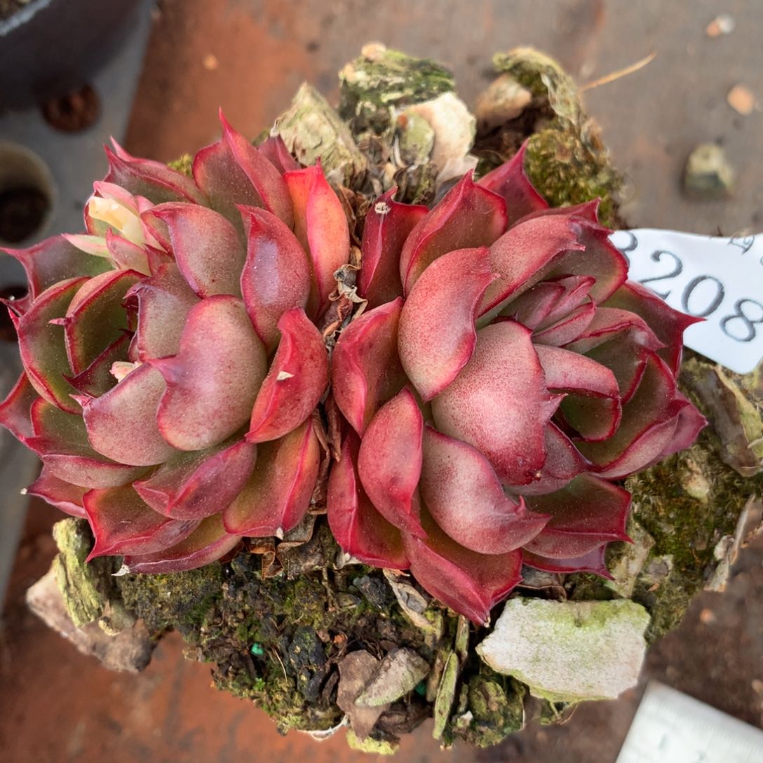 3208杂交精品基地9厘米