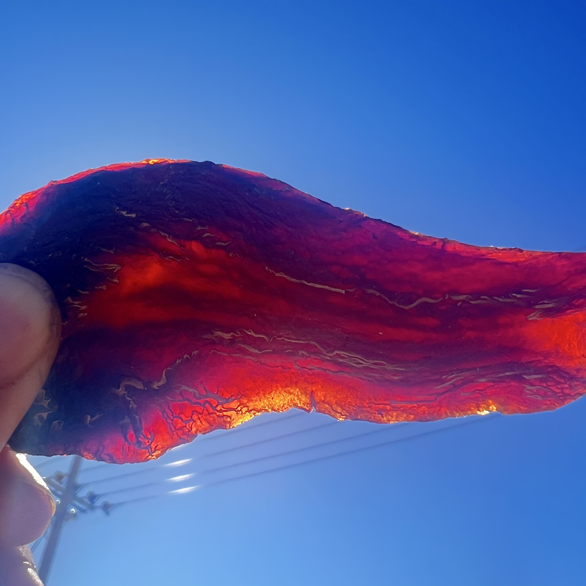 切片内蒙古牧区太阳晒干