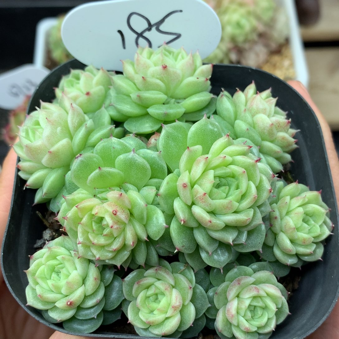 定繁珍妮麦秆捧花群185