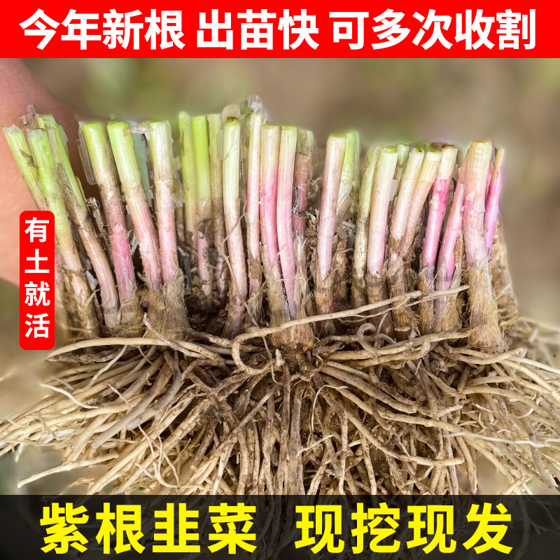 【今日特价】老品种宽叶韭菜根苗