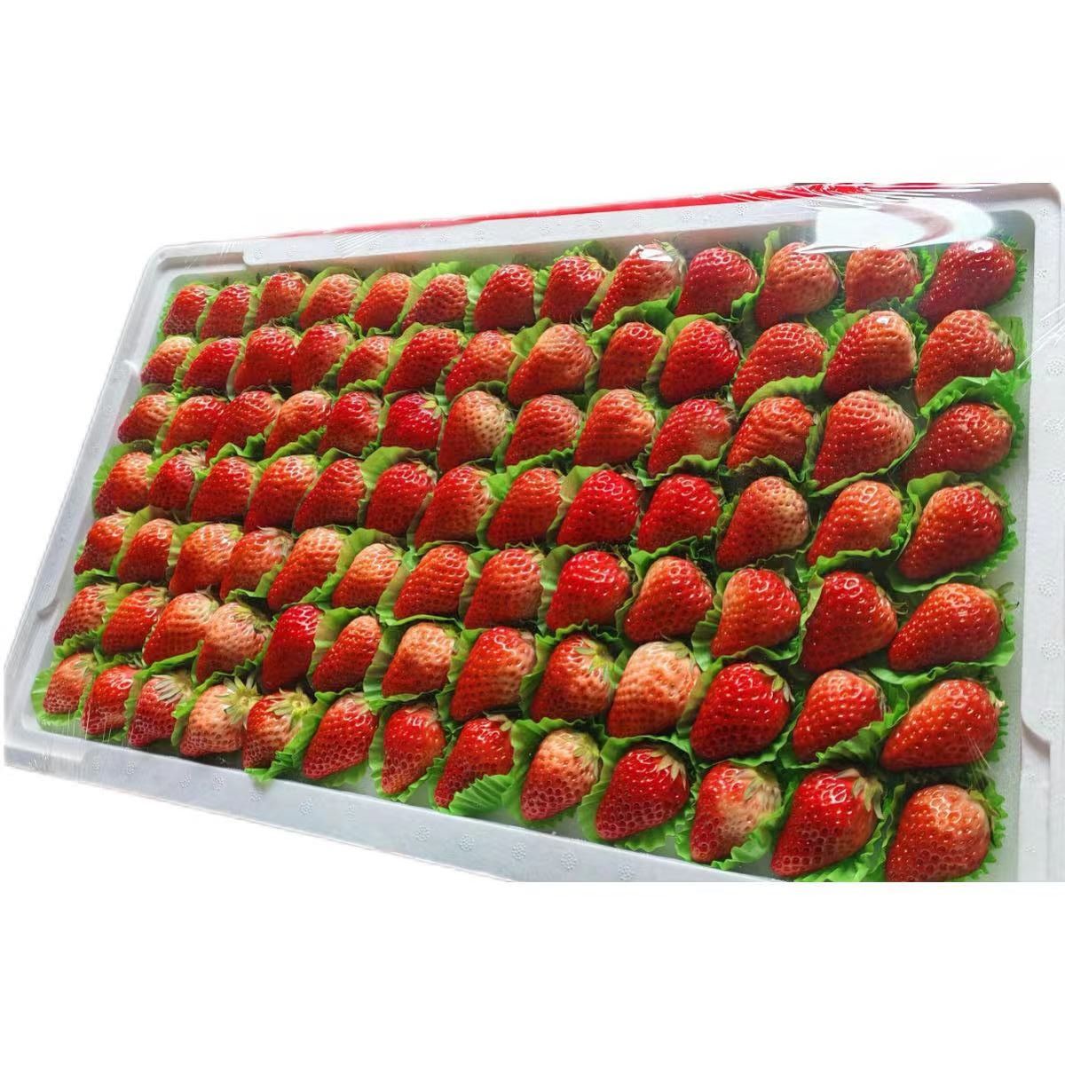 整版丹东99草莓 (约6斤±100g)