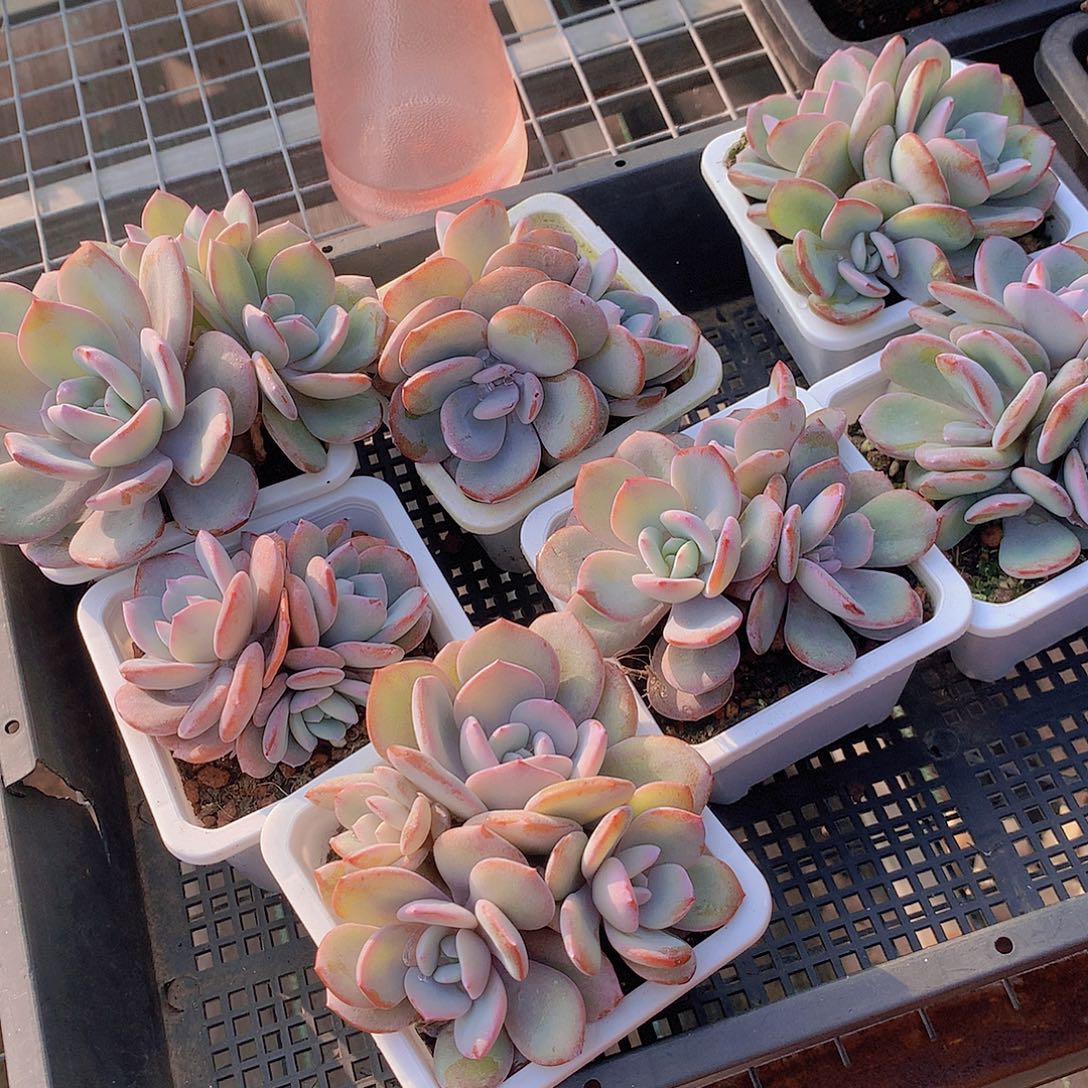 三头韩奶茶捡漏45677889999